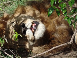 The Lion Sleeps tonight